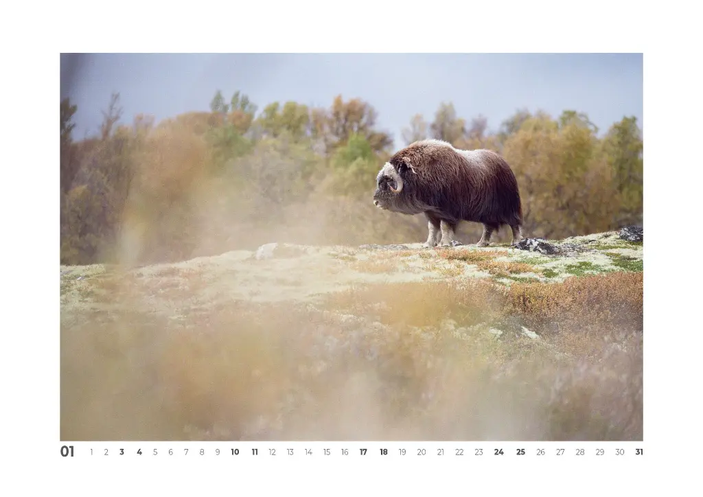 CALENDRIER 20262.webp