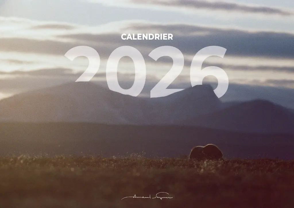 CALENDRIER 2026.webp